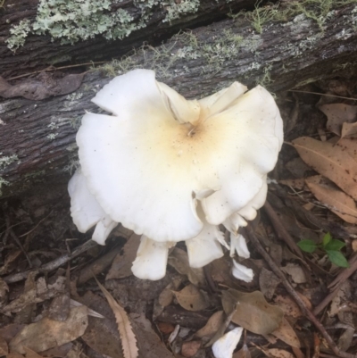Omphalotus nidiformis (Ghost Fungus) at Meroo National Park - 18 Apr 2019 by Marg
