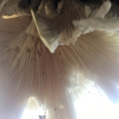 Omphalotus nidiformis at Bawley Point, NSW - 18 Apr 2019 10:18 AM