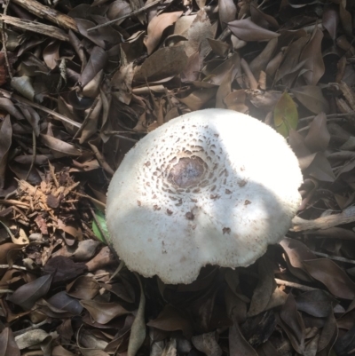 Chlorophyllum molybdites (Green-gilled Mushroom) at Bawley Point, NSW - 4 Apr 2019 by Marg