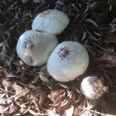 Chlorophyllum molybdites at Bawley Point, NSW - 5 Apr 2019 10:59 AM