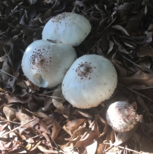 Chlorophyllum molybdites at Bawley Point, NSW - 5 Apr 2019