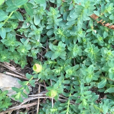 Hypericum japonicum (Creeping St John's Wort) at Paddys River, ACT - 18 Apr 2019 by JaneR