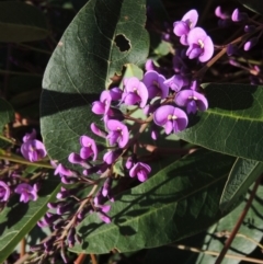 Hardenbergia violacea (False Sarsaparilla) at Pollinator-friendly garden Conder - 2 Aug 2018 by michaelb