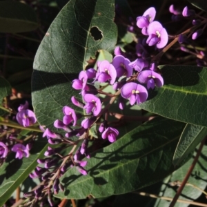 Hardenbergia violacea at Conder, ACT - 3 Aug 2018 12:00 AM