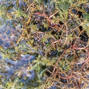 Myriophyllum verrucosum at Paddys River, ACT - 18 Apr 2019 01:00 PM