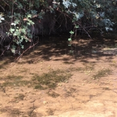 Myriophyllum verrucosum at Paddys River, ACT - 18 Apr 2019