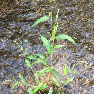 Persicaria hydropiper (Water Pepper) at Paddys River, ACT - 18 Apr 2019 by JaneR
