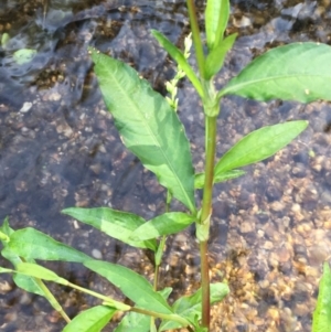 Persicaria hydropiper at Paddys River, ACT - 18 Apr 2019 01:41 PM