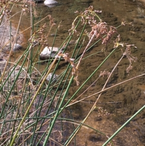 Schoenoplectus tabernaemontani at Paddys River, ACT - 18 Apr 2019