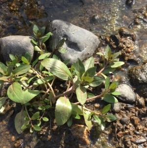 Veronica anagallis-aquatica at Paddys River, ACT - 18 Apr 2019