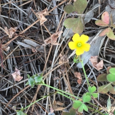 Oxalis sp. (Wood Sorrel) at Uriarra Recreation Reserve - 18 Apr 2019 by JaneR