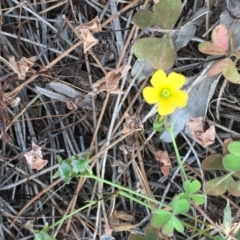 Oxalis sp. (Wood Sorrel) at Coree, ACT - 18 Apr 2019 by JaneR