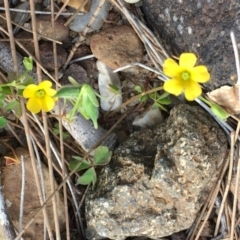 Oxalis sp. at Coree, ACT - 18 Apr 2019