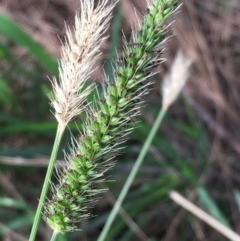 Setaria (genus) (Pigeon Grass) at Coree, ACT - 18 Apr 2019 by JaneR