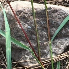 Setaria sp. at Coree, ACT - 18 Apr 2019