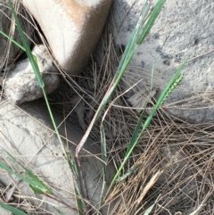 Setaria sp. at Coree, ACT - 18 Apr 2019