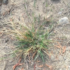 Setaria sp. at Coree, ACT - 18 Apr 2019 02:57 PM