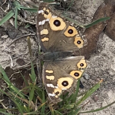 Junonia villida (Meadow Argus) at QPRC LGA - 19 Apr 2019 by yellowboxwoodland