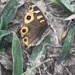 Junonia villida at Bungendore, NSW - 19 Apr 2019