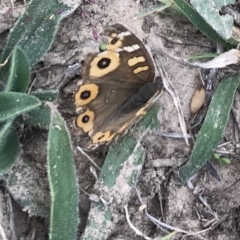 Junonia villida at Bungendore, NSW - 19 Apr 2019