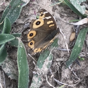 Junonia villida at Bungendore, NSW - 19 Apr 2019