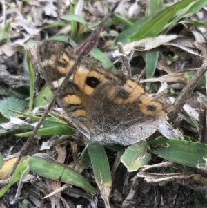 Junonia villida at Bungendore, NSW - 19 Apr 2019