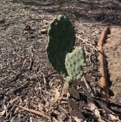 Opuntia sp. (Prickly Pear) at Percival Hill - 19 Apr 2019 by gavinlongmuir