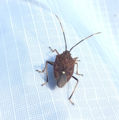 Poecilometis strigatus (Gum Tree Shield Bug) at Holt, ACT - 19 Apr 2019 by JimL