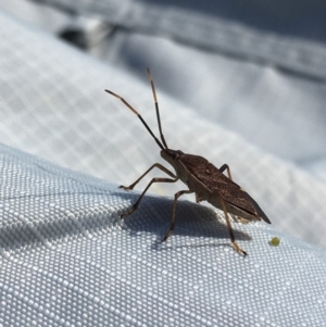 Poecilometis strigatus at Holt, ACT - suppressed