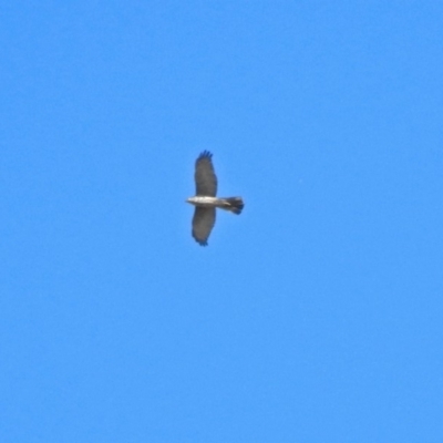 Tachyspiza fasciata (Brown Goshawk) at Fyshwick, ACT - 18 Apr 2019 by RodDeb