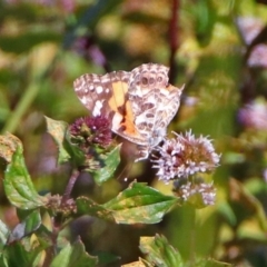 Vanessa kershawi (Australian Painted Lady) at Jerrabomberra Wetlands - 18 Apr 2019 by RodDeb