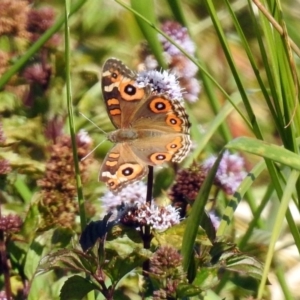 Junonia villida at Fyshwick, ACT - 18 Apr 2019