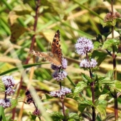 Junonia villida at Fyshwick, ACT - 18 Apr 2019