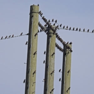 Sturnus vulgaris at Fyshwick, ACT - 18 Apr 2019 11:52 AM