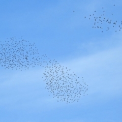 Sturnus vulgaris at Fyshwick, ACT - 18 Apr 2019 11:52 AM