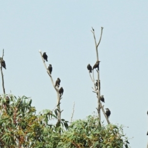 Sturnus vulgaris at Fyshwick, ACT - 18 Apr 2019