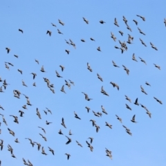 Sturnus vulgaris at Fyshwick, ACT - 18 Apr 2019