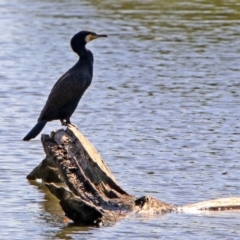Phalacrocorax carbo (Great Cormorant) at Jerrabomberra Wetlands - 18 Apr 2019 by RodDeb