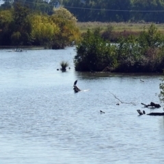 Phalacrocorax carbo at Fyshwick, ACT - 18 Apr 2019