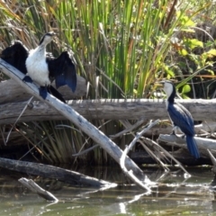 Microcarbo melanoleucos (Little Pied Cormorant) at Fyshwick, ACT - 18 Apr 2019 by RodDeb