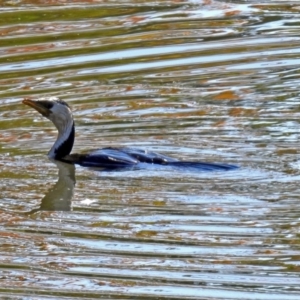 Microcarbo melanoleucos at Fyshwick, ACT - 18 Apr 2019