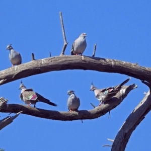 Ocyphaps lophotes at Fyshwick, ACT - 18 Apr 2019