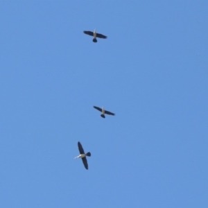 Anhinga novaehollandiae at Fyshwick, ACT - 18 Apr 2019 12:06 PM