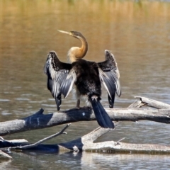 Anhinga novaehollandiae at Fyshwick, ACT - 18 Apr 2019 12:06 PM