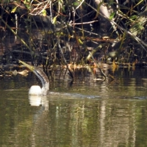 Anhinga novaehollandiae at Fyshwick, ACT - 18 Apr 2019 12:06 PM