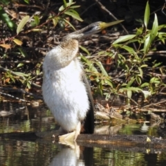 Anhinga novaehollandiae at Fyshwick, ACT - 18 Apr 2019 12:06 PM