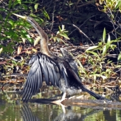 Anhinga novaehollandiae at Fyshwick, ACT - 18 Apr 2019 12:06 PM