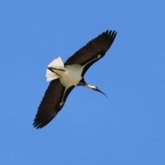 Threskiornis spinicollis (Straw-necked Ibis) at Jerrabomberra Wetlands - 18 Apr 2019 by RodDeb