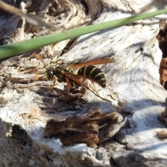 Polistes (Polistes) chinensis (Asian paper wasp) at Jerrabomberra Wetlands - 18 Apr 2019 by RodDeb