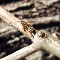 Polistes (Polistes) chinensis at Fyshwick, ACT - 18 Apr 2019